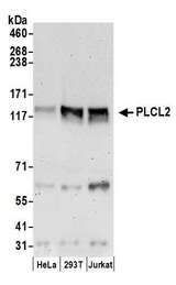 PLCL2 Antibody - Detection of human PLCL2 by western blot. Samples: Whole cell lysate (50 µg) from HeLa, HEK293T, and Jurkat cells prepared using NETN lysis buffer. Antibodies: Affinity purified rabbit anti-PLCL2 antibody used for WB at 0.1 µg/ml. Detection: Chemiluminescence with an exposure time of 3 minutes.