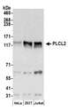 PLCL2 Antibody - Detection of human PLCL2 by western blot. Samples: Whole cell lysate (50 µg) from HeLa, HEK293T, and Jurkat cells prepared using NETN lysis buffer. Antibodies: Affinity purified rabbit anti-PLCL2 antibody used for WB at 0.1 µg/ml. Detection: Chemiluminescence with an exposure time of 3 minutes.