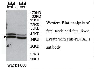PLCXD1 Antibody