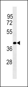 PLCXD1 Antibody - PLCXD1 Antibody western blot of Jurkat cell line lysates (35 ug/lane). The PLCXD1 Antibody detected the PLCXD1 protein (arrow).