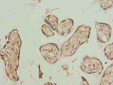 PLCXD1 Antibody - Immunohistochemistry of paraffin-embedded human placenta tissue using antibody at dilution of 1:100.