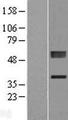 PLCXD1 Protein - Western validation with an anti-DDK antibody * L: Control HEK293 lysate R: Over-expression lysate