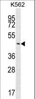 PLCXD2 Antibody - PLCXD2 Antibody western blot of K562 cell line lysates (35 ug/lane). The PLCXD2 antibody detected the PLCXD2 protein (arrow).
