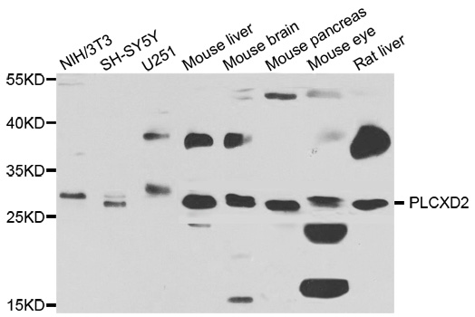 PLCXD2 Antibody - Western blot analysis of extracts of various cell lines.