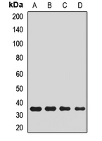 PLCXD2 Antibody