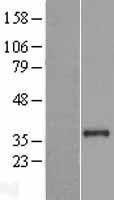 PLCXD2 Protein - Western validation with an anti-DDK antibody * L: Control HEK293 lysate R: Over-expression lysate