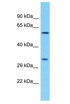 PLCXD3 Antibody - PLCXD3 antibody Western Blot of Jurkat. Antibody dilution: 1 ug/ml.  This image was taken for the unconjugated form of this product. Other forms have not been tested.