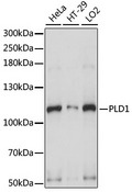 PLD1 / Phospholipase D1 Antibody - Western blot analysis of extracts of various cell lines, using PLD1 antibody at 1:1000 dilution. The secondary antibody used was an HRP Goat Anti-Rabbit IgG (H+L) at 1:10000 dilution. Lysates were loaded 25ug per lane and 3% nonfat dry milk in TBST was used for blocking. An ECL Kit was used for detection and the exposure time was 1s.