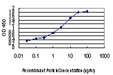PLD2 / Phospholipase D2 Antibody - Detection limit for recombinant GST tagged PLD2 is approximately 0.03 ng/ml as a capture antibody.