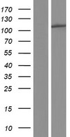 PLD2 / Phospholipase D2 Protein - Western validation with an anti-DDK antibody * L: Control HEK293 lysate R: Over-expression lysate