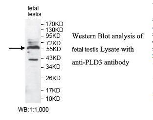 PLD3 / Phospholipase D3 Antibody