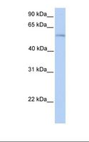 PLD3 / Phospholipase D3 Antibody - Fetal heart lysate. Antibody concentration: 1.0 ug/ml. Gel concentration: 12%.  This image was taken for the unconjugated form of this product. Other forms have not been tested.