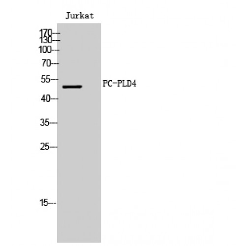 PLD4 / Phospholipase D4 Antibody - Western blot of PC-PLD4 antibody