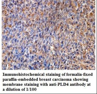 PLD4 / Phospholipase D4 Antibody