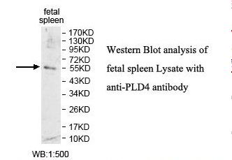 PLD4 / Phospholipase D4 Antibody