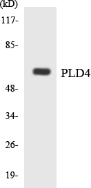 PLD4 / Phospholipase D4 Antibody - Western blot analysis of the lysates from K562 cells using PLD4 antibody.