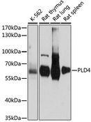 PLD4 / Phospholipase D4 Antibody - Western blot analysis of extracts of various cell lines, using PLD4 antibody at 1:1000 dilution. The secondary antibody used was an HRP Goat Anti-Rabbit IgG (H+L) at 1:10000 dilution. Lysates were loaded 25ug per lane and 3% nonfat dry milk in TBST was used for blocking. An ECL Kit was used for detection and the exposure time was 15s.