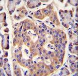 PLD5 / Phospholipase D5 Antibody - PLD5 Antibody immunohistochemistry of formalin-fixed and paraffin-embedded human pancreas tissue followed by peroxidase-conjugated secondary antibody and DAB staining.