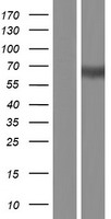 PLD5 / Phospholipase D5 Protein - Western validation with an anti-DDK antibody * L: Control HEK293 lysate R: Over-expression lysate