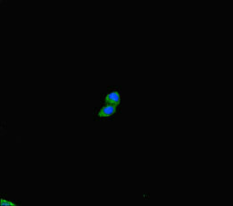 PLD6 / Phospholipase D6 Antibody - Immunofluorescent analysis of HepG-2 cells diluted at 1:100 and Alexa Fluor 488-congugated AffiniPure Goat Anti-Rabbit IgG(H+L)