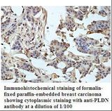 PLDN / Pallidin Antibody