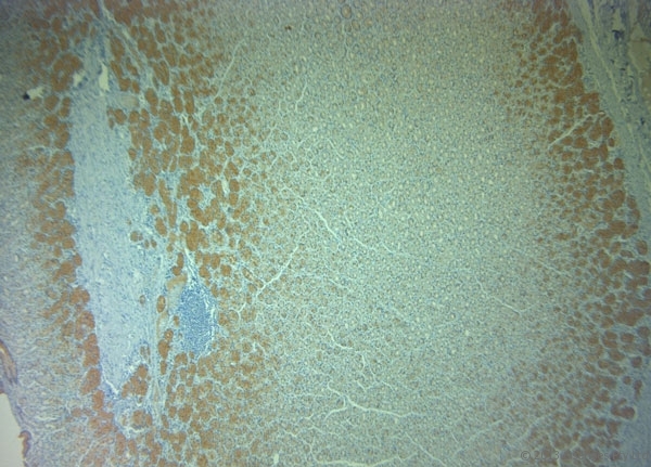 PLDN / Pallidin Antibody - Rabbit antibody to Pallidin (50-100). IHC-P on paraffin sections of human stomach. HIER: Tris-EDTA, pH 9 for 20 min using Thermo PT Module. Blocking: 0.2% LFDM in TBST filtered through a 0.2 micron filter. Detection was done using Novolink HRP polymer from Leica following manufacturers instructions. Primary antibody: dilution 1:1000, incubated 30 min at RT using Autostainer. Sections were counterstained with Harris Hematoxylin.