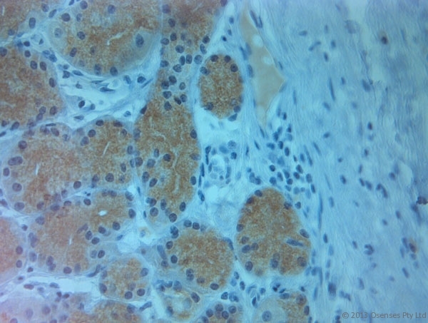 PLDN / Pallidin Antibody - Rabbit antibody to Pallidin (50-100). IHC-P on paraffin sections of human stomach. HIER: Tris-EDTA, pH 9 for 20 min using Thermo PT Module. Blocking: 0.2% LFDM in TBST filtered through a 0.2 micron filter. Detection was done using Novolink HRP polymer from Leica following manufacturers instructions. Primary antibody: dilution 1:1000, incubated 30 min at RT using Autostainer. Sections were counterstained with Harris Hematoxylin.