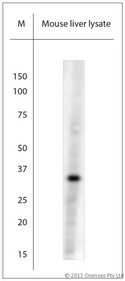 PLDN / Pallidin Antibody - Rabbit antibody to Pallidin (50-100). WB on mouse liver lysate. Blocking with 0.5% LFDM for 30 min at RT; Primary antibody used at 1:1000 dilution incubated overnight at 4C.