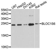 PLDN / Pallidin Antibody - Western blot analysis of extracts of various cell lines.