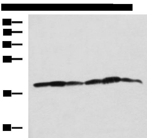 PLDN / Pallidin Antibody - Western blot analysis of 293T K562 and HepG2 cell lysates  using BLOC1S6 Polyclonal Antibody at dilution of 1:650