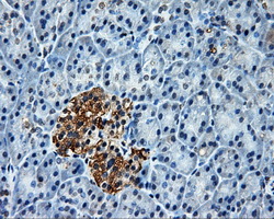 PLEK / Pleckstrin Antibody - IHC of paraffin-embedded pancreas tissue using anti-PLEK mouse monoclonal antibody. (Dilution 1:50).