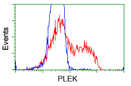 PLEK / Pleckstrin Antibody - HEK293T cells transfected with either pCMV6-ENTRY PLEK (Red) or empty vector control plasmid (Blue) were immunostained with anti-PLEK mouse monoclonal, and then analyzed by flow cytometry.