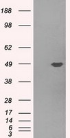PLEK / Pleckstrin Antibody - HEK293T cells were transfected with the pCMV6-ENTRY control (Left lane) or pCMV6-ENTRY PLEK (Right lane) cDNA for 48 hrs and lysed. Equivalent amounts of cell lysates (5 ug per lane) were separated by SDS-PAGE and immunoblotted with anti-PLEK.