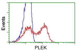 PLEK / Pleckstrin Antibody - HEK293T cells transfected with either overexpress plasmid (Red) or empty vector control plasmid (Blue) were immunostained by anti-PLEK antibody, and then analyzed by flow cytometry.