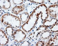 PLEK / Pleckstrin Antibody - IHC of paraffin-embedded Kidney tissue using anti-PLEK mouse monoclonal antibody. (Dilution 1:50).