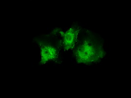 PLEK / Pleckstrin Antibody - Anti-PLEK mouse monoclonal antibody  immunofluorescent staining of COS7 cells transiently transfected by pCMV6-ENTRY PLEK.