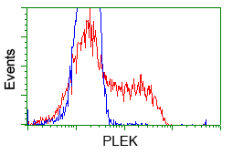 PLEK / Pleckstrin Antibody - HEK293T cells transfected with either pCMV6-ENTRY PLEK (Red) or empty vector control plasmid (Blue) were immunostained with anti-PLEK mouse monoclonal, and then analyzed by flow cytometry.