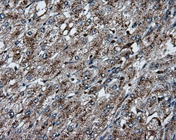 PLEK / Pleckstrin Antibody - IHC of paraffin-embedded liver tissue using anti-PLEK mouse monoclonal antibody. (Dilution 1:50).