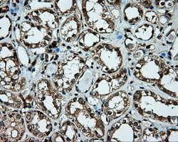 PLEK / Pleckstrin Antibody - IHC of paraffin-embedded Kidney tissue using anti-PLEK mouse monoclonal antibody. (Dilution 1:50).