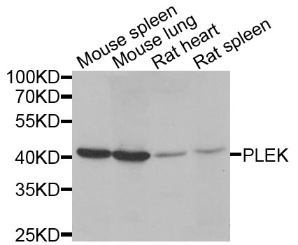 PLEK / Pleckstrin Antibody - Western blot analysis of extracts of various cells.