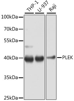 PLEK / Pleckstrin Antibody - Western blot analysis of extracts of various cell lines, using PLEK antibody at 1:1000 dilution. The secondary antibody used was an HRP Goat Anti-Rabbit IgG (H+L) at 1:10000 dilution. Lysates were loaded 25ug per lane and 3% nonfat dry milk in TBST was used for blocking. An ECL Kit was used for detection and the exposure time was 10s.
