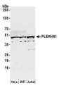 PLEKHA1 Antibody - Detection of human PLEKHA1 by western blot. Samples: Whole cell lysate (50 µg) from HeLa, HEK293T, and Jurkat cells prepared using NETN lysis buffer. Antibody: Affinity purified rabbit anti-PLEKHA1 antibody used for WB at 0.1 µg/ml. Detection: Chemiluminescence with an exposure time of 30 seconds.