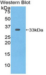PLEKHA1 Antibody - Western blot of recombinant PLEKHA1.  This image was taken for the unconjugated form of this product. Other forms have not been tested.