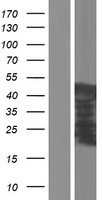 PLEKHA1 Protein - Western validation with an anti-DDK antibody * L: Control HEK293 lysate R: Over-expression lysate