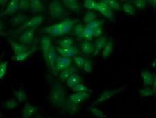 PLEKHA3 Antibody - Immunofluorescent staining of HeLa cells using anti-PLEKHA3 mouse monoclonal antibody.