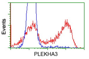 PLEKHA3 Antibody - HEK293T cells transfected with either overexpress plasmid (Red) or empty vector control plasmid (Blue) were immunostained by anti-PLEKHA3 antibody, and then analyzed by flow cytometry.