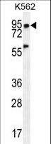 PLEKHA4 Antibody - PLEKHA4 Antibody western blot of K562 cell line lysates (35 ug/lane). The PLEKHA4 antibody detected the PLEKHA4 protein (arrow).