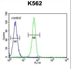 PLEKHA4 Antibody - PLEKHA4 Antibody flow cytometry of K562 cells (right histogram) compared to a negative control cell (left histogram). FITC-conjugated goat-anti-rabbit secondary antibodies were used for the analysis.