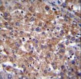 PLEKHA4 Antibody - PLEKHA4 Antibody immunohistochemistry of formalin-fixed and paraffin-embedded human liver tissue followed by peroxidase-conjugated secondary antibody and DAB staining.