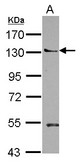 PLEKHA5 Antibody - Sample (30 ug of whole cell lysate) A: Jurkat 7.5% SDS PAGE PLEKHA5 / PEPP2 antibody diluted at 1:1000